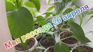 Моя рассада. 26 апреля 2026