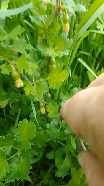 Как быстро завязывается ягода у крыжовника