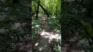 Огромное дерево красиво выросло в бок на горе Медвель в Архипо-Осиповке