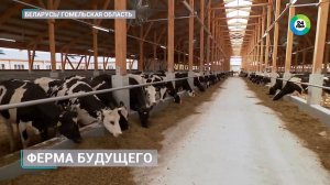 Лукашенко призвал строить дешевые и технологичные животноводческие комплексы