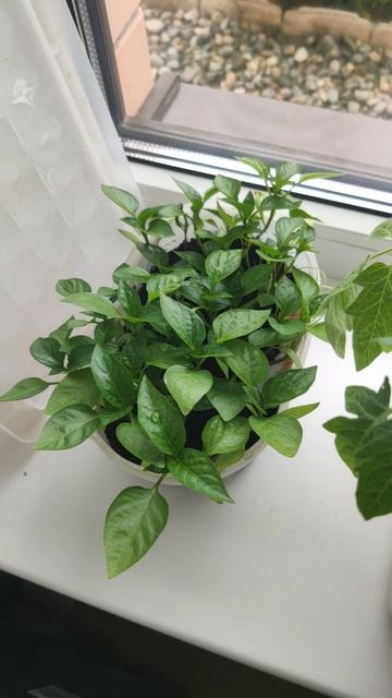 Рассада ждет, а погоды все нет...