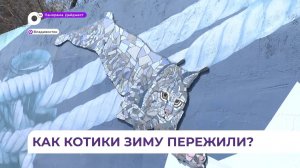 Мурал c морскими котиками на подпорной стене Покровского парка отреставрирован