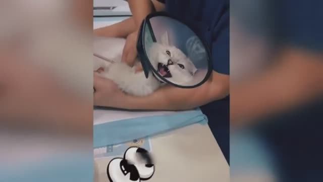 ТОП смешных видео 2026 года с домашними животными, котиками и собакенами 😁🐕🦺🐕💃🏻🐈⬛ржака!