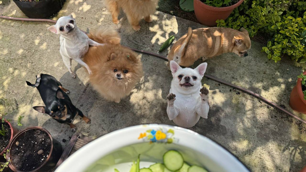 Очень вкусные огурчики от Ирины, с днем рождения!