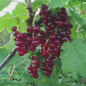 Всем хороша смородина красная!