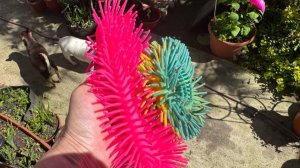 Буся и Шейх самые игривые.