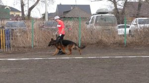 КОБЕЛЬ МОЛОДОЙ СТАНДАРТ