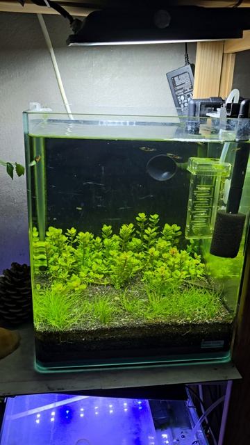 Перезапуск нанокубика Dennerle 20 часть 2