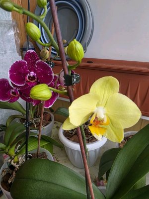 болталка продолжение