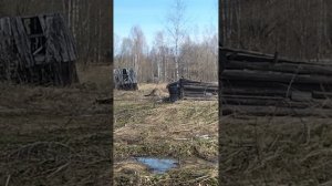 В лес за лосиными рогами.