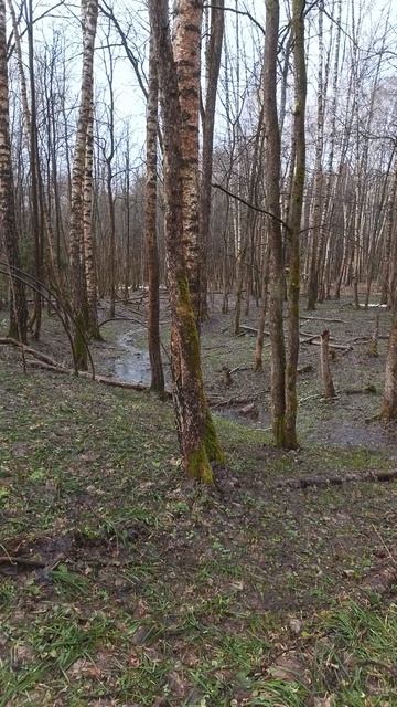 Поиск старины на лесных оврагах #shorts #старина #лес #овраги  #metaldetecting