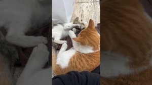 Котики соперники🐈😀