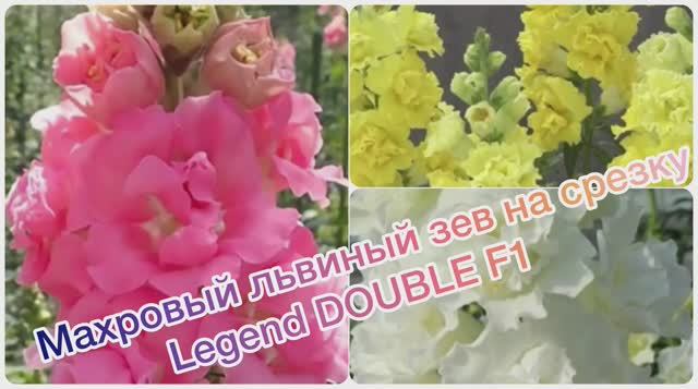 Львиный зев на срезку Legend Double F1