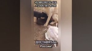 Ташкент. Помните эту семью лабрадоров? Мамочку выкинули с детишками на верную смерть!