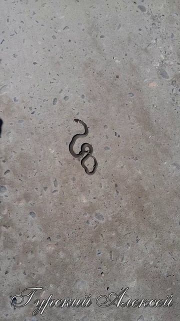 Неожиданная встреча