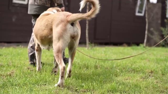 Выразительная САО Сандра 🌸 ищет 🏠❗Пост в описании 🎥 #сао #алабай #собака #животные #любовь #друг