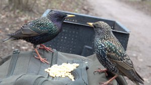 Белка. Скворцы. Зяблики. И собака. Зарисовка