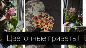 цветочные приветы