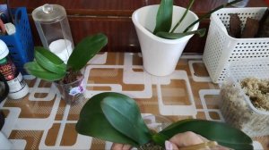 Три орхидеи на восстановление 💞