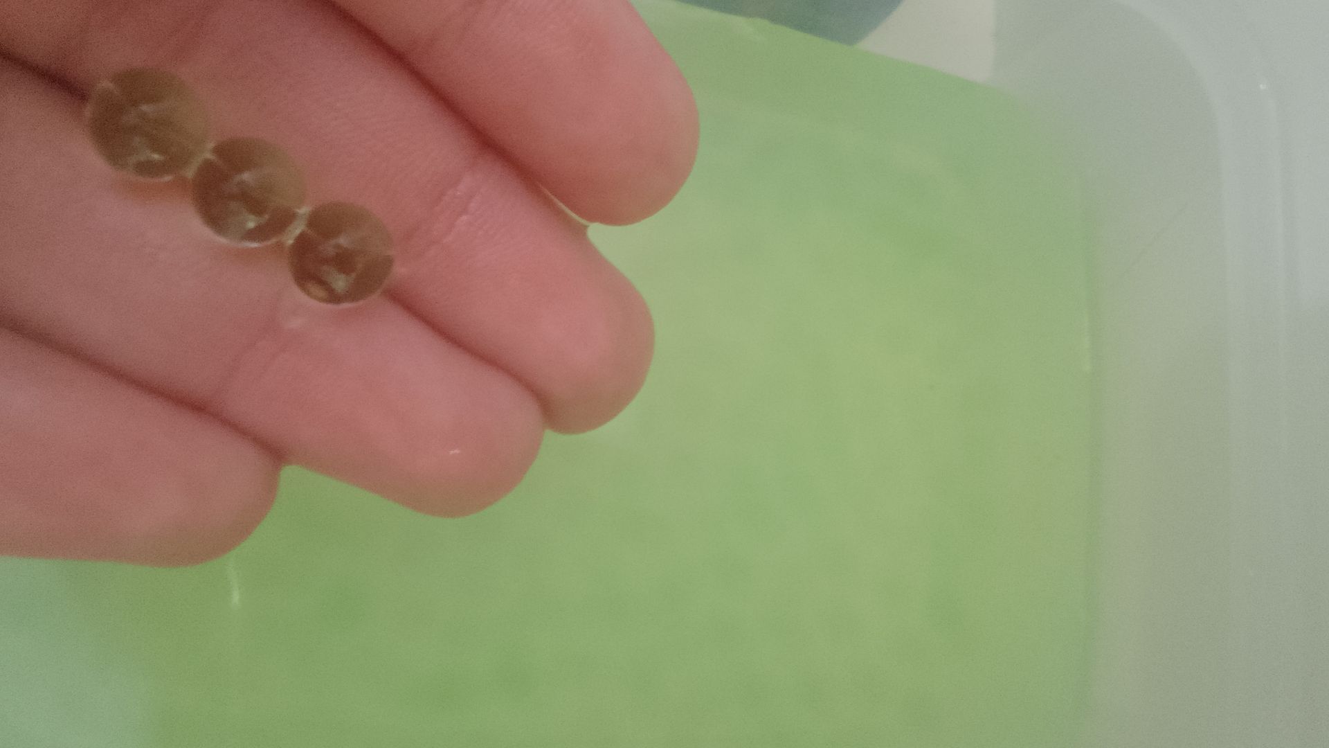 2 переселение моих арбизов