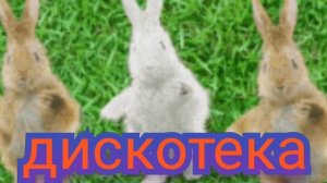 песня дескотека