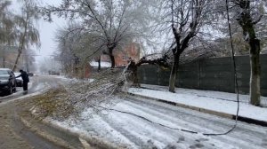 Деревопад продолжается. Специалисты оперативно устраняют помехи на дорогах.