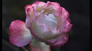 Цветы и саксофон