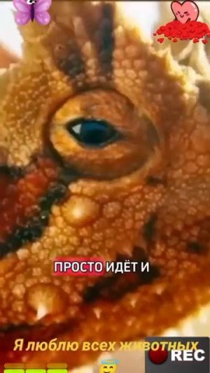 Животные-приколы и не только😉😅