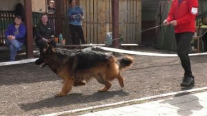 КОБЕЛЬ ДЛИННОШЕРСТНЫЙ МОЛОДОЙ