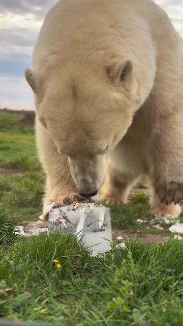 Конфета для белого медведя