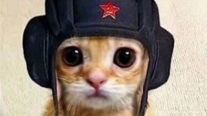 Играю в tanks blitz