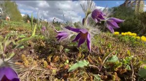 Краснокнижный прострел зацвел в Уфимском ботаническом саду