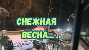 СНЕЖНАЯ ВЕСНА...