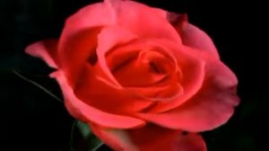 Милым Дамам