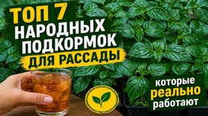 Забудьте о химии! 7 НАРОДНЫХ ПОДКОРМОК ДЛЯ РАССАДЫ, которые реально работают.