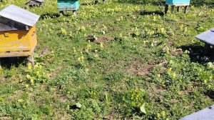 Пересаживаем пчёл. Сезон 2026.пасека на Алтае.