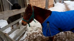 Пони - любимица  нашего Паши