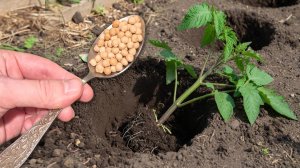 Киньте это в лунку при посадке ТОМАТОВ и они сразу пойдут в рост и не будут болеть!