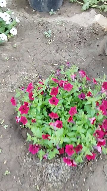 Ампельные петунии серии Тайдал Вейв в открытом грунте. Часть 3.