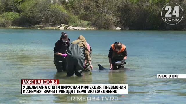 Волонтёры Севастополя спасают дельфина, найденного в Карантинной бухте