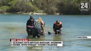 Волонтёры Севастополя спасают дельфина, найденного в Карантинной бухте