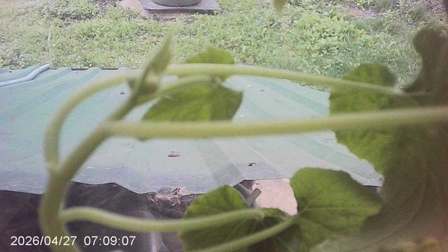 Обзор нашего кабачкового растения сорта "Чёрный Красавец" февральского посева