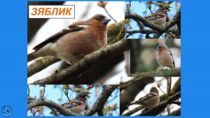 Зяблик - как раскрашенный воробей. Зяблик поёт, пинькает, ест и прыгает