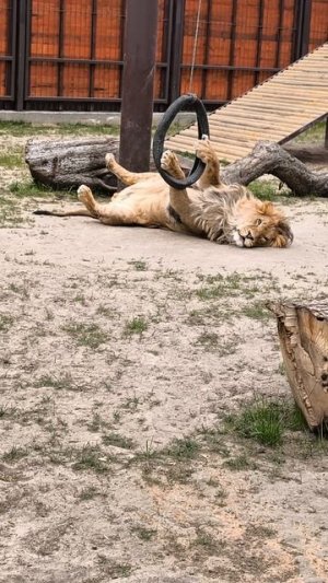 Упражнение для лапок
