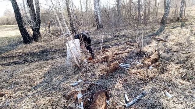 поездка в лес за корой