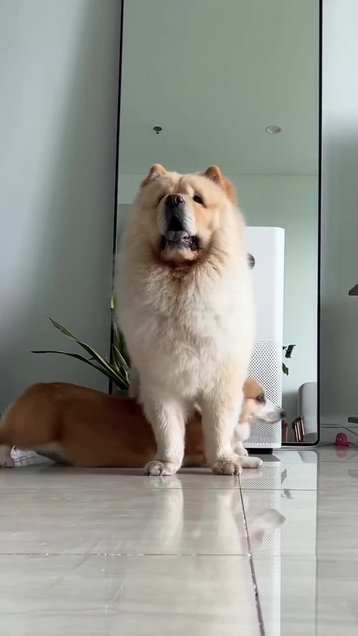 #видео #Милые #животные