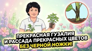 Черная ножка, хлороз и т.д. Нет болезням! Растим здоровую крепкую рассаду