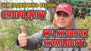 Попробуйте ОДИН РАЗ так подкормить КРЫЖОВНИК, СМОРОДИНУ и ЖИМОЛОСТЬ весной и соберете богатый урожай