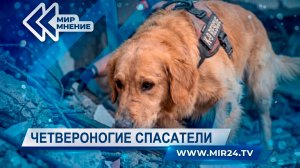 Как четвероногие сотрудники МЧС помогают в поиске и спасении людей?