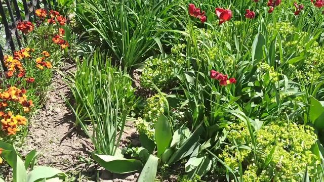 Один из моих цветников. Сегодня работаю в нём.